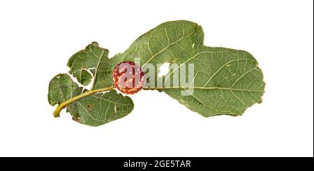 Gestreifte Eichengallwespe (Cynaps longiventris), Galle auf Blatt englischer Eiche (Quercus robur), Fototafel, Deutschland Stockfoto