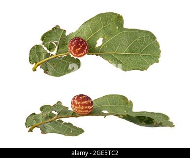 Gestreifte Eichengallwespe (Cynaps longiventris), Gallenwand von der Seite und von oben, Blatt der Stieleiche (Quercus robur), Fototafel, Deutschland Stockfoto