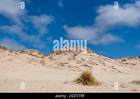 Sanddüne am Golf von Biscay, Carcans Plage, Gironde, Region Nouvelle-Aquitaine, Frankreich Stockfoto