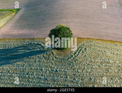 Drohnenbild, Agrarlandschaft, einzelner Laubbaum wirft langen Schatten auf Felder, Innviertel, Oberösterreich, Österreich Stockfoto