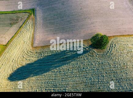 Drohnenbild, Agrarlandschaft, einzelner Laubbaum wirft langen Schatten auf Felder, Innviertel, Oberösterreich, Österreich Stockfoto