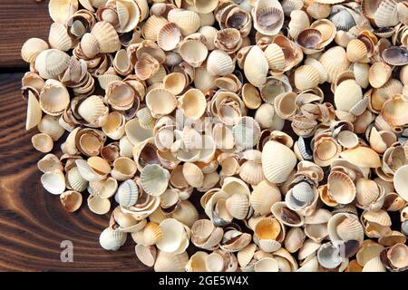 Muscheln auf hölzernen Hintergrund Stockfoto