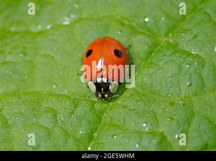 Zweifleckiger Marienkäfer (Adalia bipunctata), Nützliches Insekt, Deutschland Stockfoto