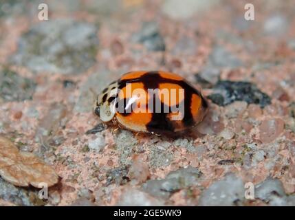 Zehnfleckiger Marienkäfer (Adalia decempunctata), Farbvariante, Nützliches Insekt, Deutschland Stockfoto