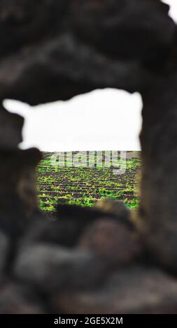 Blick auf die Weinberge durch ein Steinfenster auf Lanzarote Stockfoto