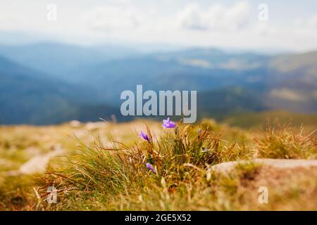 Blick auf die sommerliche Berglandschaft der Karpaten mit purpurner Glockenblume, die im Gras blüht. Naturfeld Wiese Hintergrund Stockfoto