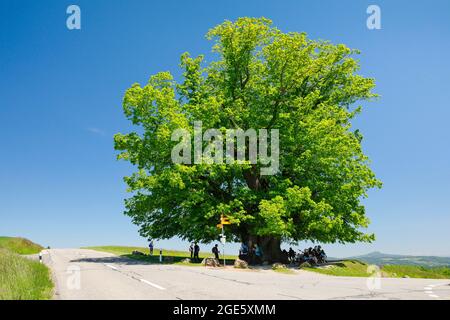 Linn Linde, große uralte Linde, steht an einer Kreuzung unter blauem Himmel, Linn im Kanton Aargau, Schweiz Stockfoto