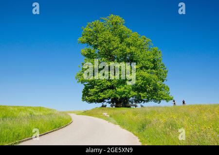 Linn Lindenbaum, große alte Linde steht einsam auf einem Hügel unter blauem Himmel, Pfad führt vorbei und Bänke laden zum Ausruhen ein, Linn in der Stockfoto