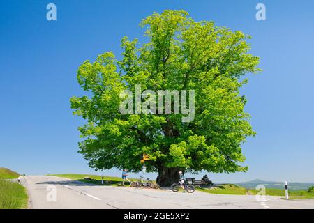 Linn Linde, große uralte Linde, steht an einer Kreuzung unter blauem Himmel, Linn im Kanton Aargau, Schweiz Stockfoto