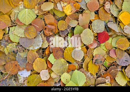 Aspen (Populus tremula) Blätter in Herbstfarben Stockfoto