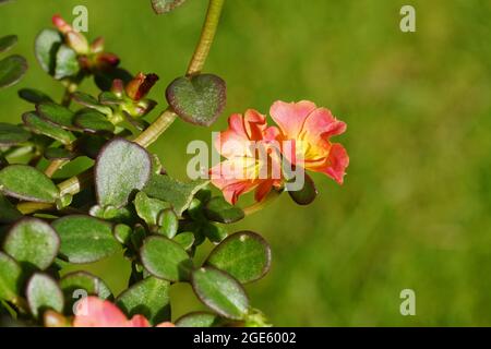 Nahaufnahme von Portulak 'Carnaval', Moosrose (Portulaca grandiflora Carnaval), Familie Portulacaceae. Eine semi-sukkkkkulente Pflanze in einem niederländischen Garten Stockfoto