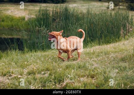 Portrait Dogue de Bordeaux. Hund Mastiff Haustier Stockfoto