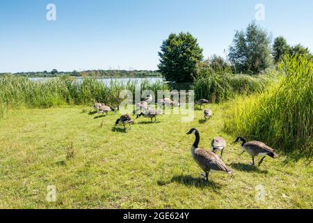 Branta canadensis, Kanada Gänse weiden, Fütterung neben einem See, Dorset, England Stockfoto