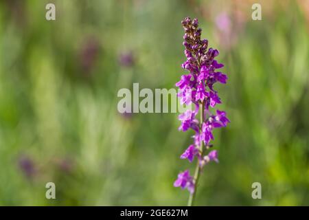 Linaria purpurea, lila Toadflaxblüten in der Nähe im Sommer in Großbritannien Stockfoto