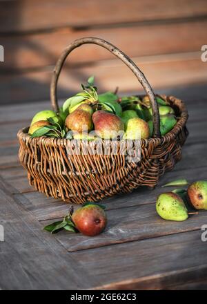 Ernte von frischen Bio-reifen Birnen mit Blättern im Weidenkorb auf dem alten Holzgartentisch. Stockfoto
