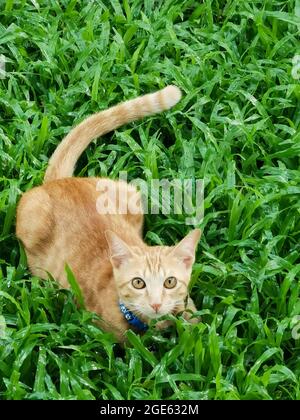 Eine orangefarbene Katze mit blauem Kragen sitzt auf grünem Gras und schaut zur Kamera. Stockfoto