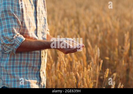 Die Hände des Bauern halten nach der Ernte reife Weizensamen. Stockfoto