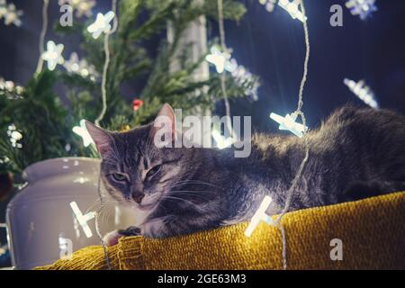 Eine große graue Katze liegt am Fenster mit einer Weihnachtsbaumgirlande am Silvesterabend. Ein Haustier als Neujahrsgeschenk vom weihnachtsmann Stockfoto