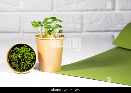 Eco-Becher Aus Papier Mit Microgreen. Junge grüne Sprossen wachsen. Gesunde Ernährung Konzept. Heller Backstein-Hintergrund. Copyspace, Umweltfreundliches Thema Stockfoto