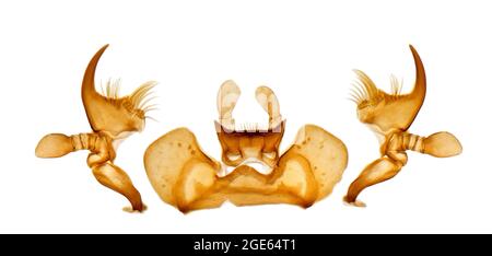 Mundteile von Wasserkäfer, Orectochilis villosus, Hellfeld-Photomikrograph Stockfoto