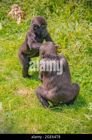 Wunderschöne Familie der Western Lowland Gorillas im Port Lympne Reserve, Kent - Angola, Kamerun, Zentralafrikanische Republik, Kongo, Gabun, Äquatorialguinea Stockfoto