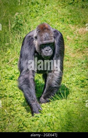 Wunderschöne Familie der Western Lowland Gorillas im Port Lympne Reserve, Kent - Angola, Kamerun, Zentralafrikanische Republik, Kongo, Gabun, Äquatorialguinea Stockfoto