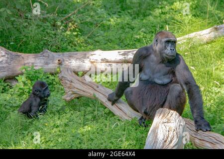 Wunderschöne Familie der Western Lowland Gorillas im Port Lympne Reserve, Kent - Angola, Kamerun, Zentralafrikanische Republik, Kongo, Gabun, Äquatorialguinea Stockfoto