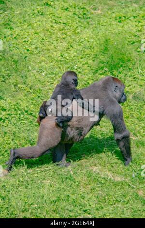 Wunderschöne Familie der Western Lowland Gorillas im Port Lympne Reserve, Kent - Angola, Kamerun, Zentralafrikanische Republik, Kongo, Gabun, Äquatorialguinea Stockfoto