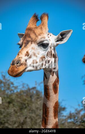 Die wunderschöne Rothschild-Giraffe im Port-Lympne-Reservat, die in einem ausgedehnten Gehege umherstreift, um die afrikanische Savanne zu replizieren Stockfoto