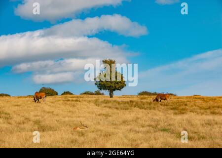 Rote Lechwe-Hirsche grasen in der afrikanischen Erfahrung im Port Lympne Reserve, Kent Stockfoto