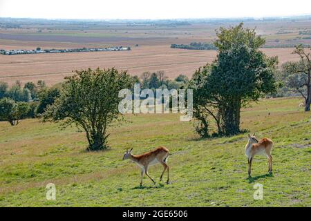 Zwei wunderschöne rote Lechwe-Hirsche, die im Port-Lympne-Reservat in Kent unterwegs sind - mit Blick auf den Englsih-Kanal Stockfoto