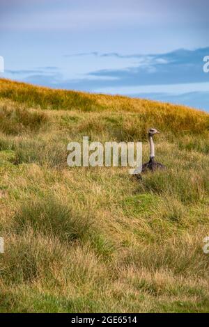 Gewöhnlicher Strauß (Struthio camelus) saß ruhig in der Savanne - Port Lympne Reserve, Kent Stockfoto