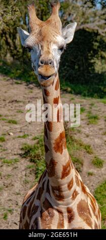 Die wunderschöne Rothschild-Giraffe im Port-Lympne-Reservat, die in einem ausgedehnten Gehege umherstreift, um die afrikanische Savanne zu replizieren Stockfoto