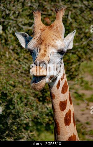 Die wunderschöne Rothschild-Giraffe im Port-Lympne-Reservat, die in einem ausgedehnten Gehege umherstreift, um die afrikanische Savanne zu replizieren Stockfoto