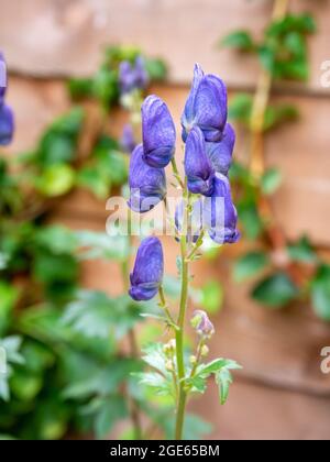 Monksholz, Aconitum napellus, Blüte mit lila blauen Blüten im Garten, Niederlande Stockfoto