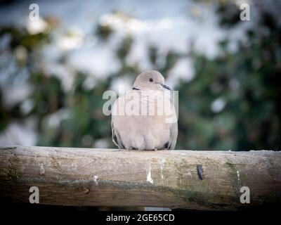 Halstaube, Streptopelia decaocto, auf Holzzaun, Niederlande Stockfoto