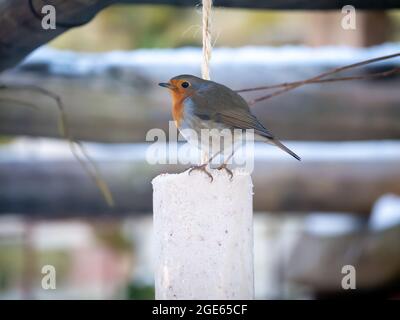 Robin, Erithacus rubecula, Fütterung von Fettfutter im Garten im Winter, Niederlande Stockfoto