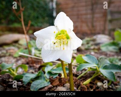 Helleborus niger, Weihnachtsrose, Nahaufnahme einer einzelnen weißen Blume mit gelbem Herz im Garten im frühen Frühjahr, Niederlande Stockfoto