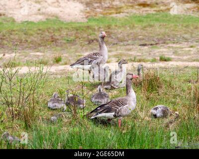 Graugans, Anser anser, Familie, Männchen und Weibchen mit jungen Gänsen im Frühjahr, Niederlande Stockfoto