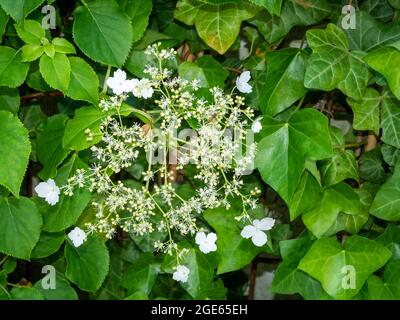 Kletterhortensie, Hydrangea anomala petiolaris, Nahaufnahme von weißen Blüten im grünen Laub, Frühling, Niederlande Stockfoto