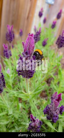 Eine Hummel auf einem Abenteuer Stockfoto