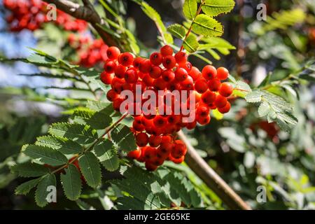 Vogelbeeren Baum Stockfoto