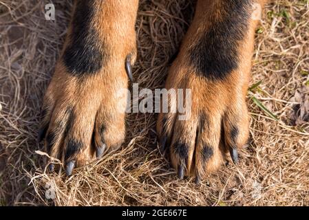 Big Beauceron Hund Pfoten Nahaufnahme Hintergrund Stockfoto