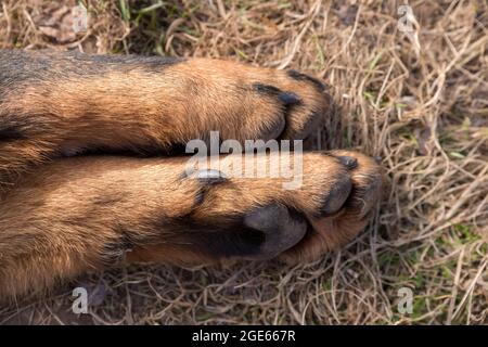 Big Beauceron Hund Pfoten Nahaufnahme Hintergrund Stockfoto