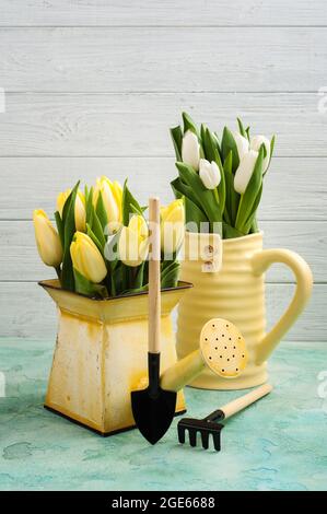 Frühlingsblumen in einer Yelow-Vase und Gießkanne und Gartengeräte liegen auf blauem Beton-Hintergrund Stockfoto