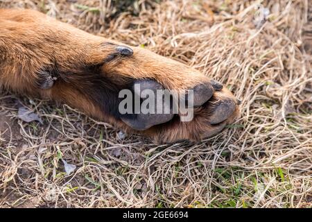 Big Beauceron Hund Pfote Nahaufnahme Hintergrund Stockfoto