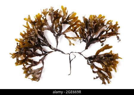 Fucus-Algen isoliert auf weißem Hintergrund. Ostsee. Lettland, Stockfoto