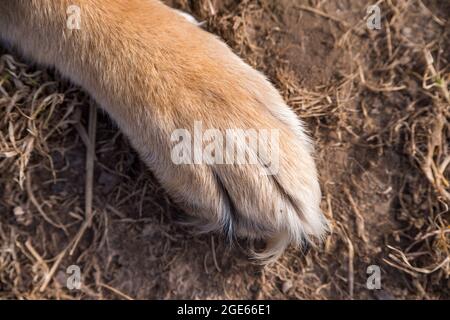 Rote Pfoten des deutschen Schäfers aus nächster Nähe auf Gras Stockfoto