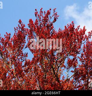 Kupferbuche, Fagus sylvatica 'Atropurpurea' Stockfoto