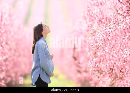 Profil einer entspannten Schwangeren, die in einem rosa blühenden Feld frische Luft atmet Stockfoto